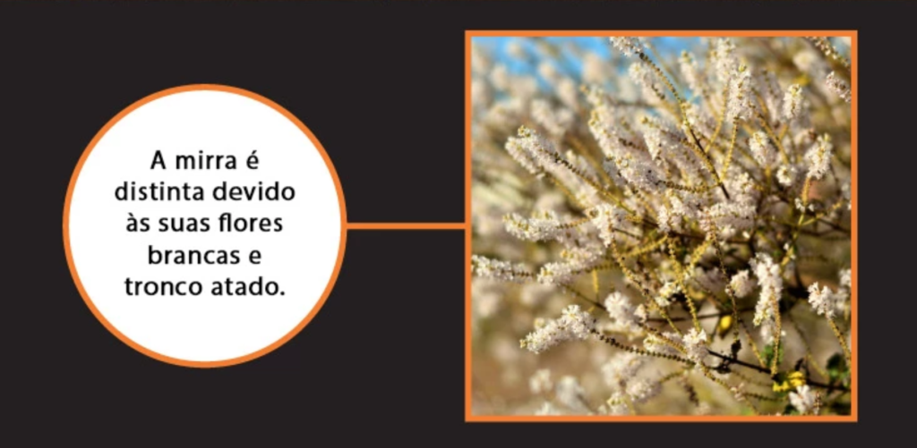 10 Benefícios e usos comprovados do óleo de mirra – Gotas daTerra