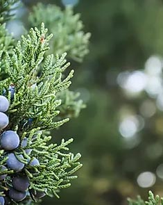 Gotas daTerra
